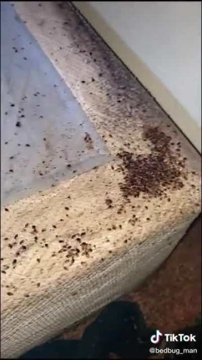 Bedbugs