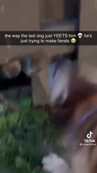 Perfectly cut dogs