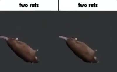 rasdfgrtsd