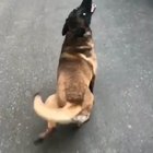 Waddle waddle!