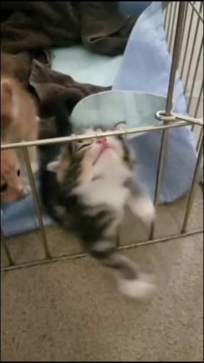 Kitten Struggles to Climb over cage
