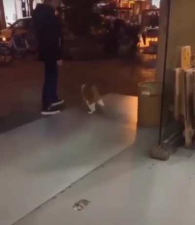 Don’t disturb my moonwalk hooman!
