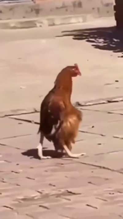 Xzhicken