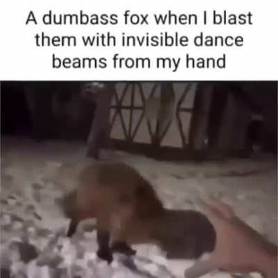 moldy fox