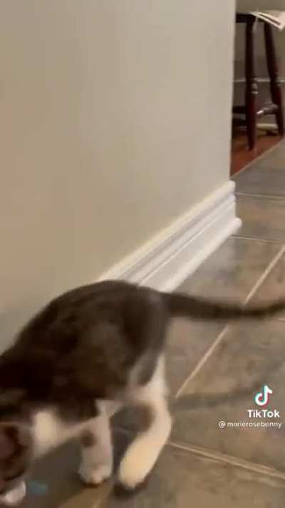 Copy cat
