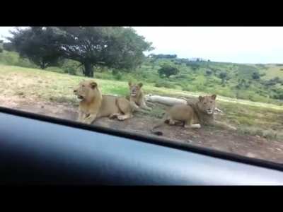 Lion: 