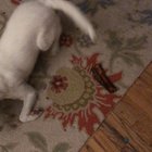 🐾🐾 So much support and kind words for our blind and deaf Opal! We gave her a bone 🦴 to let her know how many people think she’s special! 🐾🐾