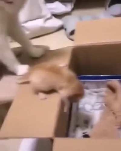Touch Tha Kitten