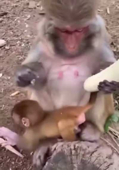 Monke eat banan