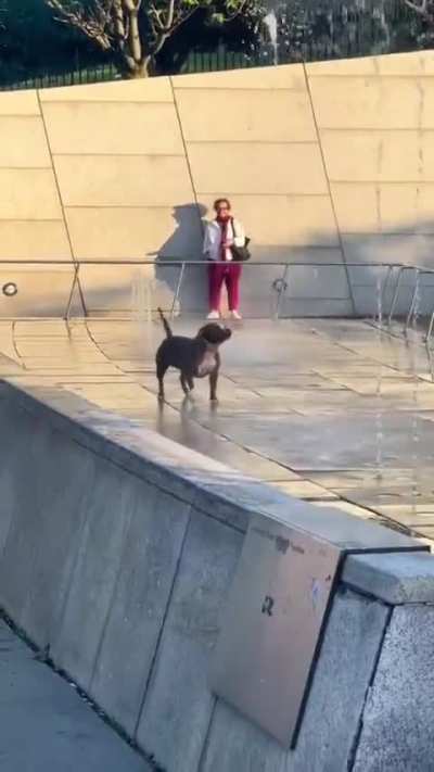 Doggo just unlocked peak happiness found a water fountain and turned it into the best day of his life. 🐶⛲️😁