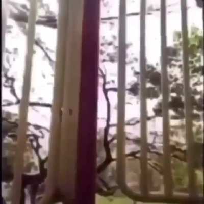 Nigga thought he was Steve Irwin🤨😂