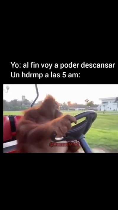 Como odio a estos monos