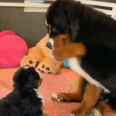 boop boop