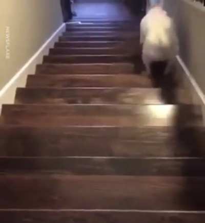 tank going down the stairs