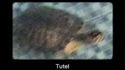 tutel