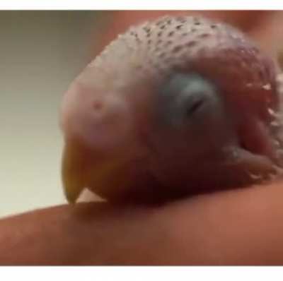 Man revives a Lost Egg. And the process is so amazing!
