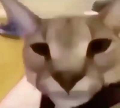 Fak