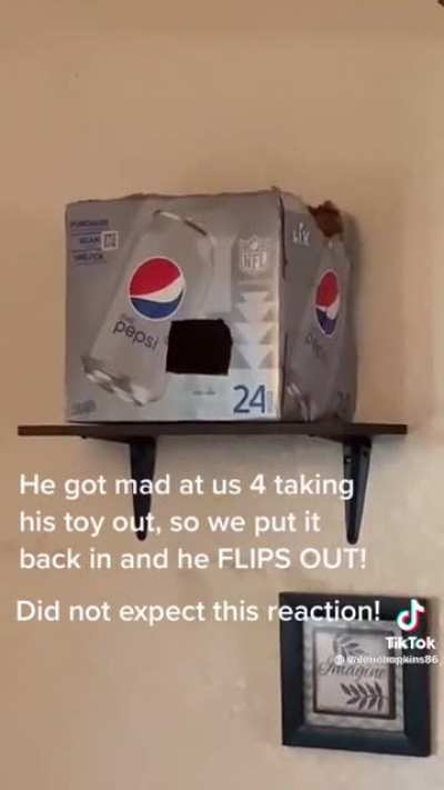 Cockatiel loses its mind when his owner moves his favorite toy around