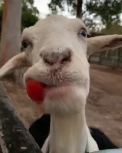 Carl enjoying the heck out of a juicy tomato at Happily Heifer After Sanctuary