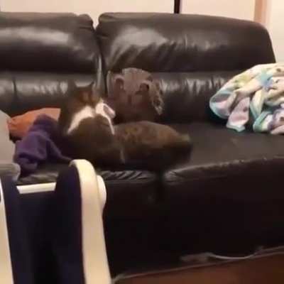 Get off my couch
