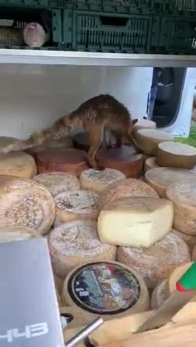Fox
