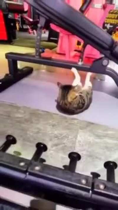 Sigma cat