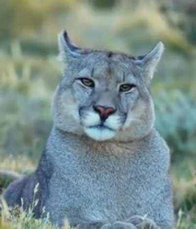The sound of a Puma..