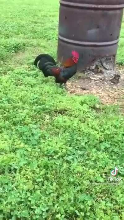 Kevin Hart vs Dwayne Johnson