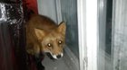 Yay barking foxxo