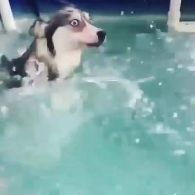 That looks fun