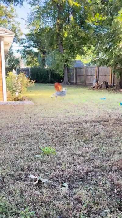 Some first-rate zoomies celebrating the big yard at our Airbnb
