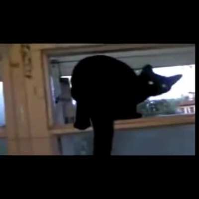 Barking cat