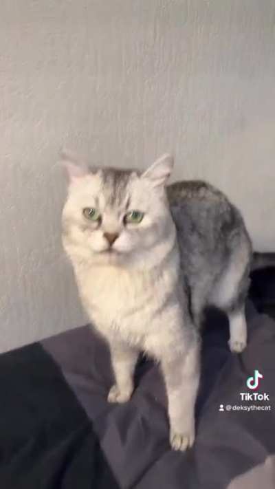 Cat police