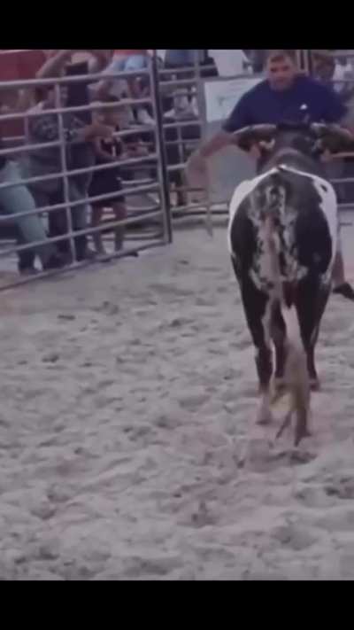 Messing with a bull