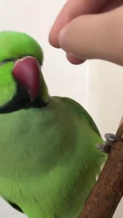 Ok you scritch the ringneck you won't get bit, you stop the scritch and a fit I'll pitch