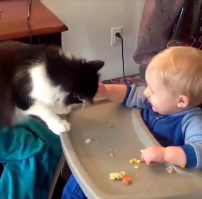 Cats are metal
