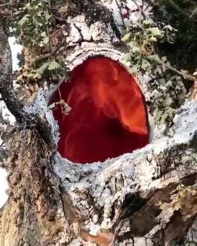 Fire burning inside of a tree due to the lightning ⚡️🌲