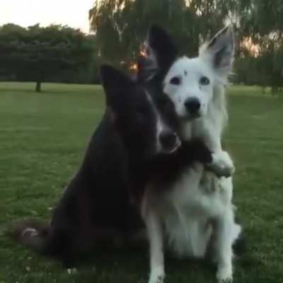 🐶
