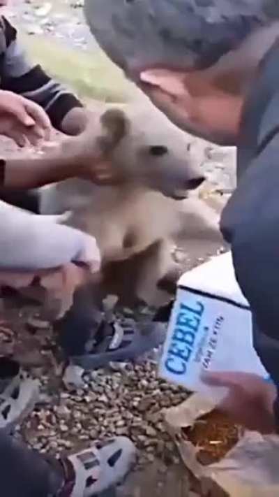 Helping a stuck bear