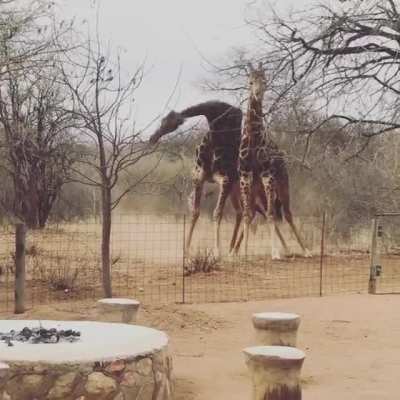 Giraffe brawl
