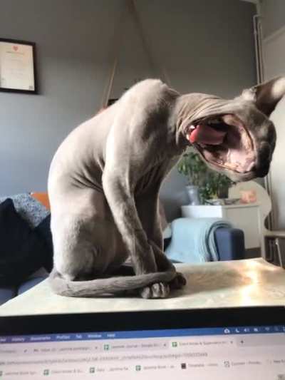 Her sideways yawns are so special