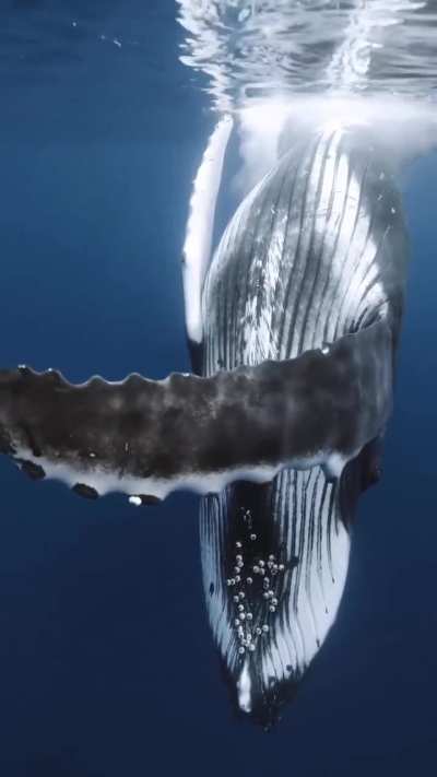 a connection with a humpback whale that i never thought i would have