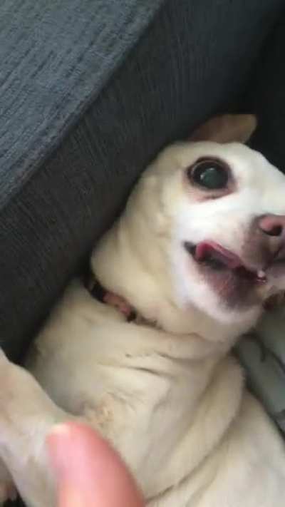 DON’T TOUCH ME THERE HOOMAN