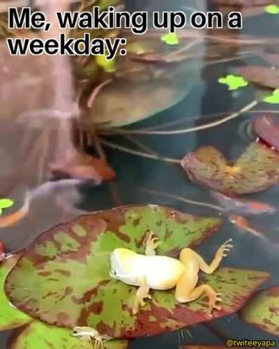 me_irl