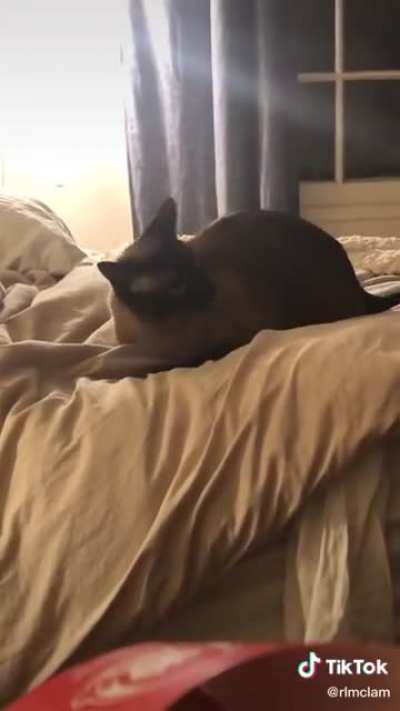 Caffeinated cat