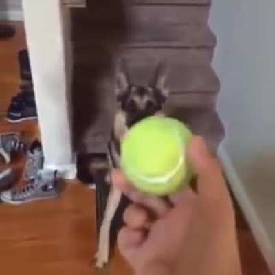 Do you want the ball?