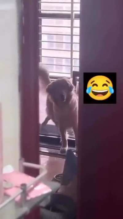 Dog on treadmill