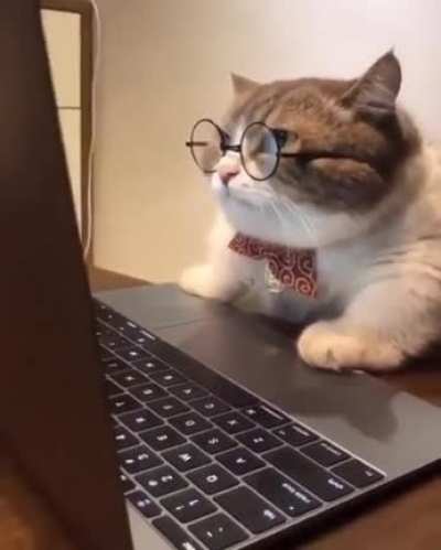 Librarian Cat