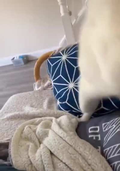 The cat definitely won this battle