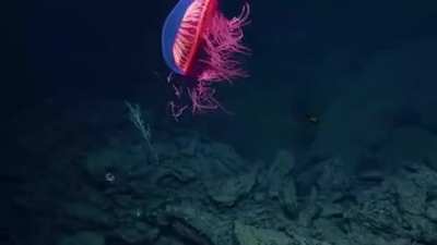 Jellyfish look like they're from another planet